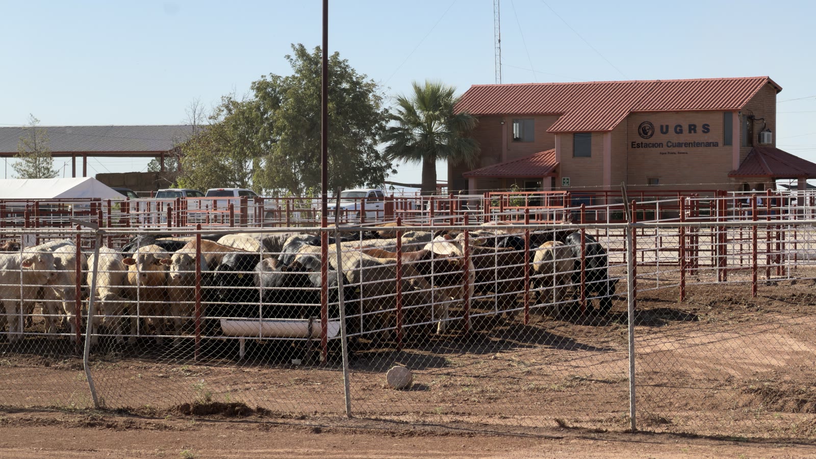 Agua Prieta reabre exportaciones: un número local ordena las llamadas con Arizona